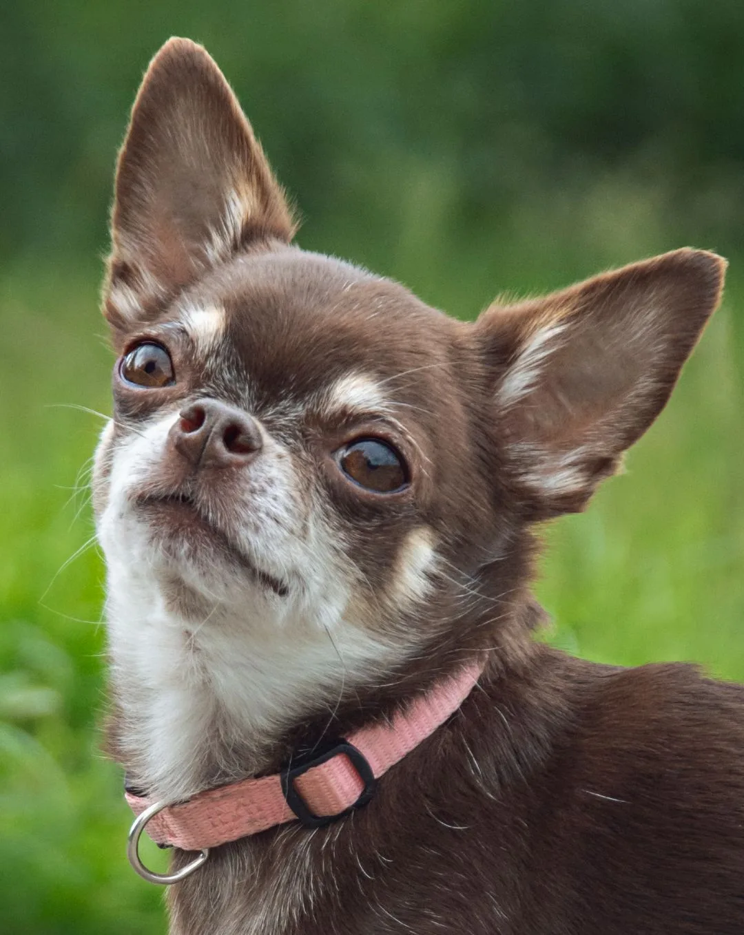 How to Choose a Chihuahua Rescue You Can Trust
