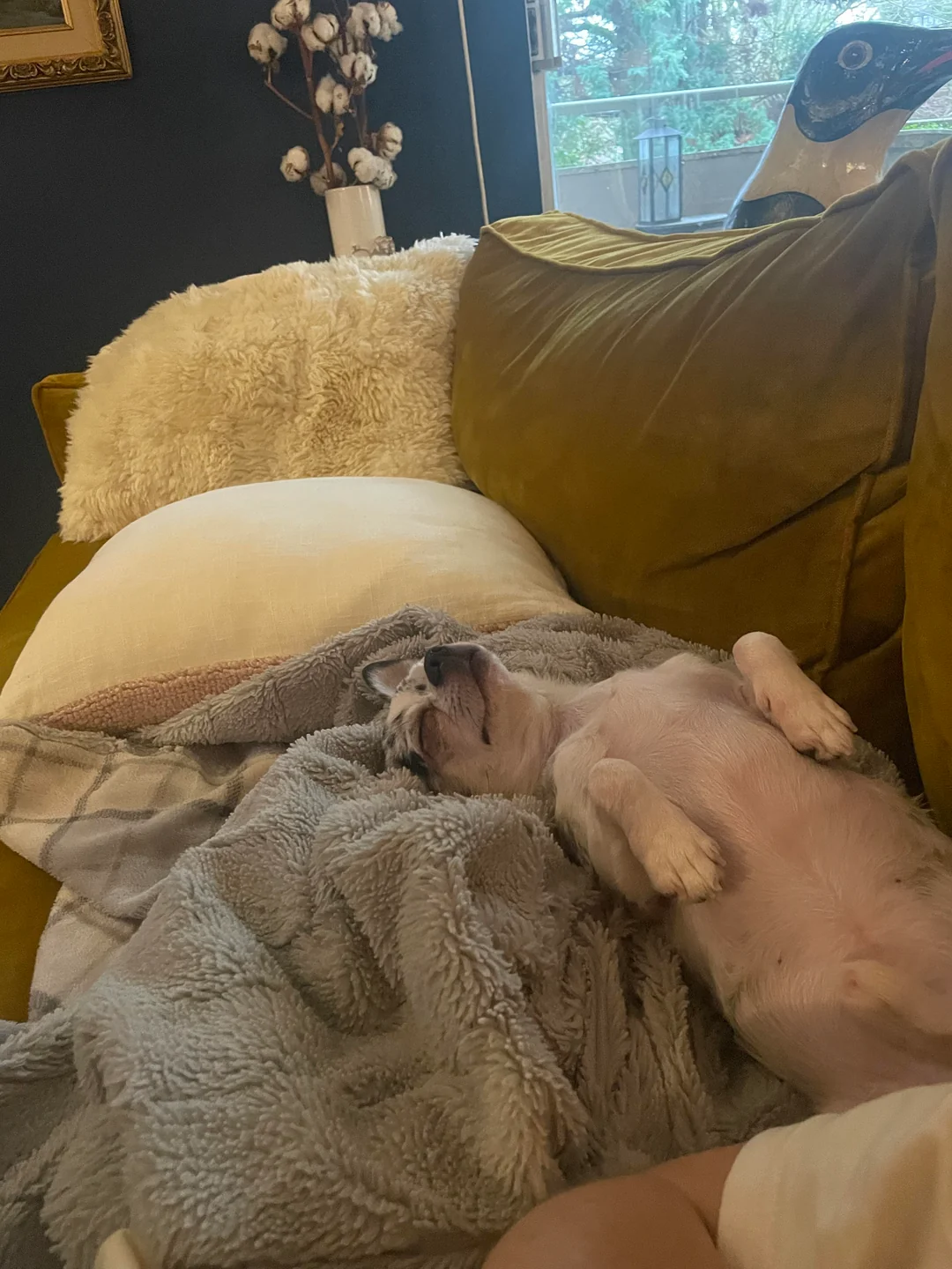 Adopting a Rescue Chihuahua: Where They Come From