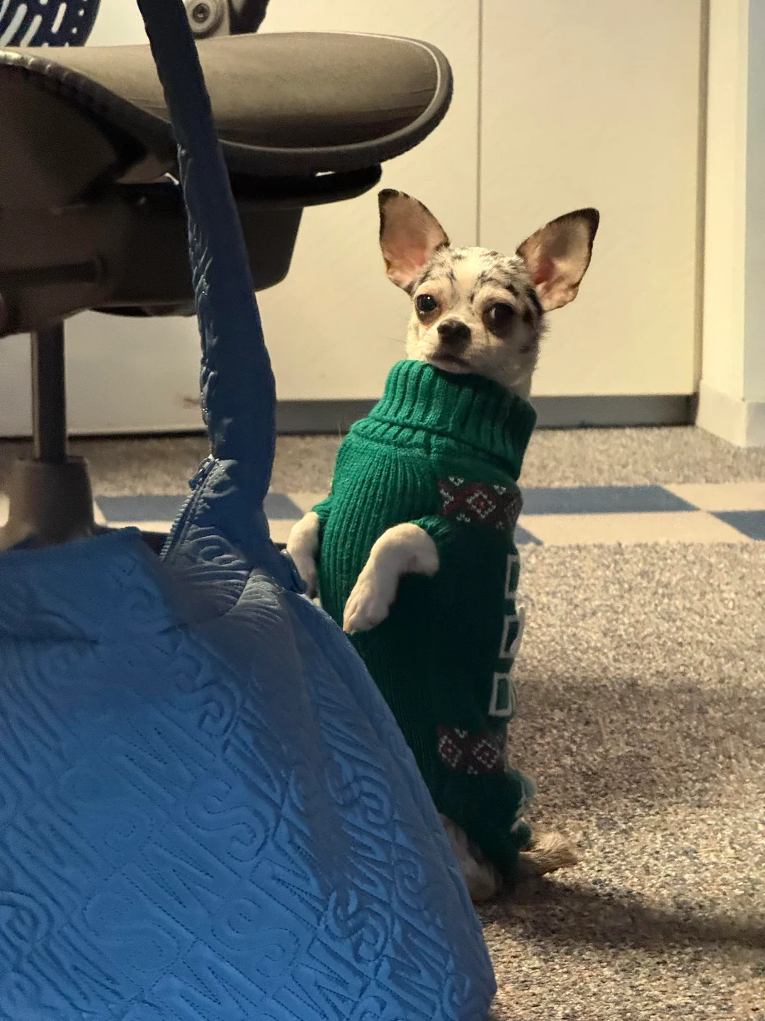 A merle chihuahua wearing a green knit sweater, standing indoors