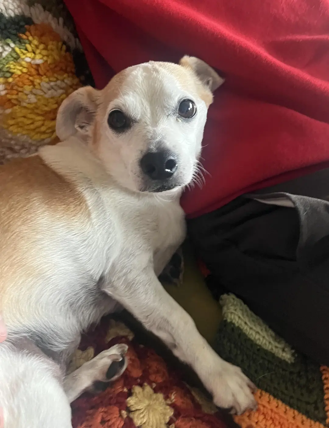 Adopting a Senior Chihuahua: The Case for Hospice Dogs
