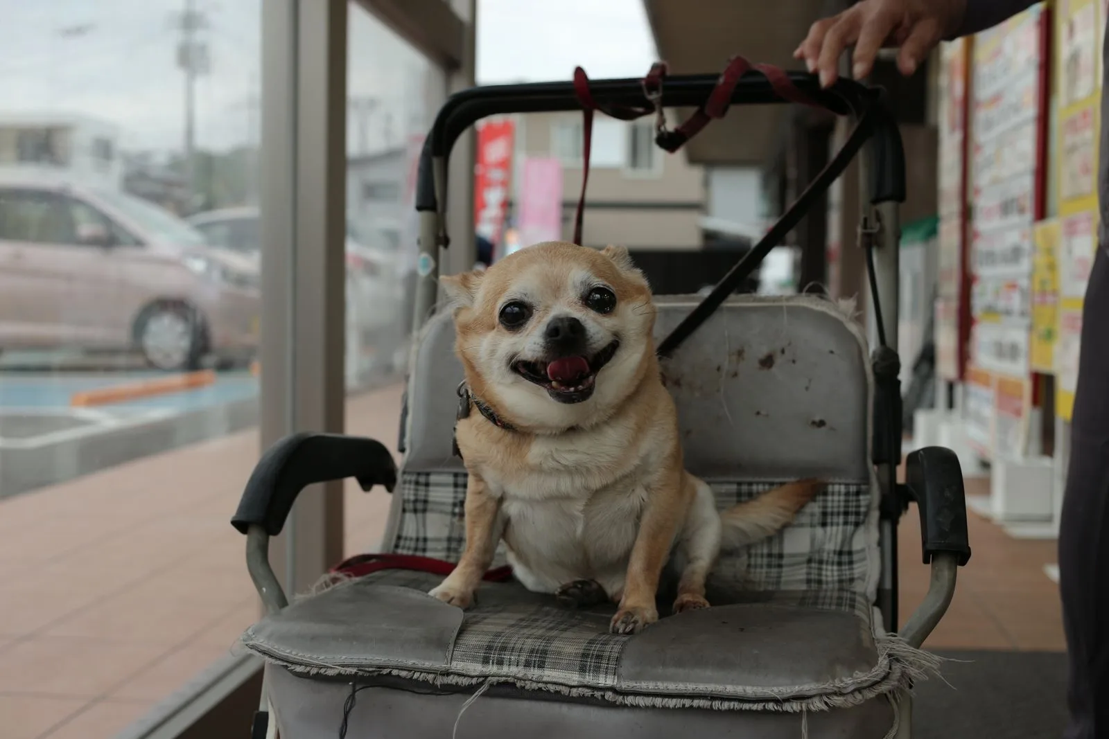 Senior chihuahua riding in a pet stroller outside a shop