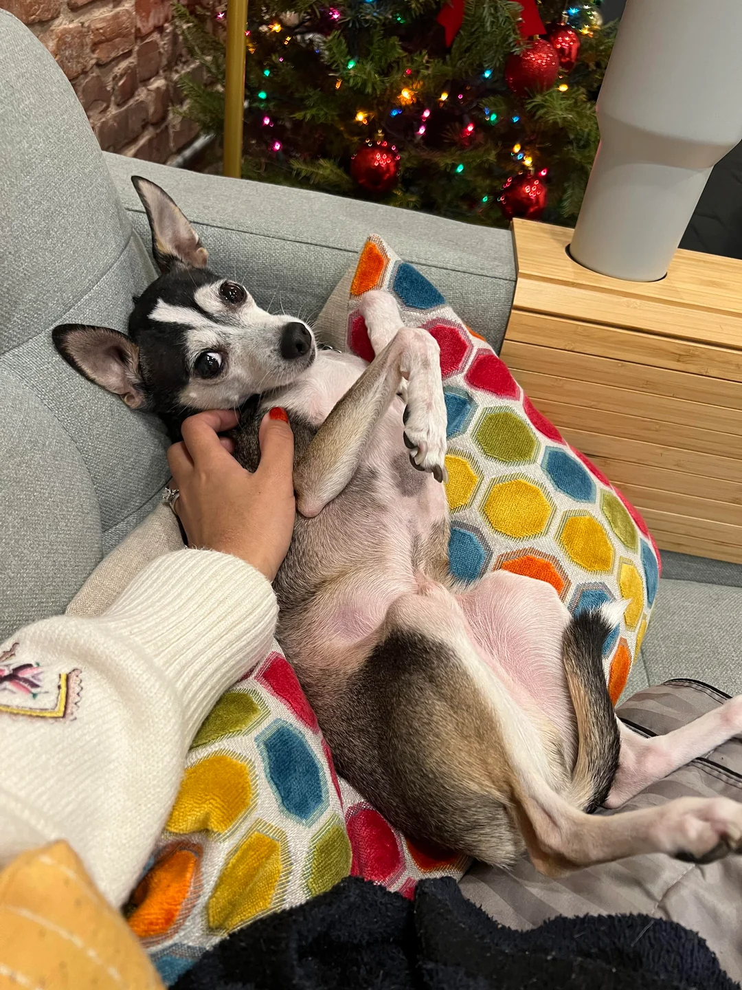 A chihuahua lying on its back getting a belly rub by a Christmas tree