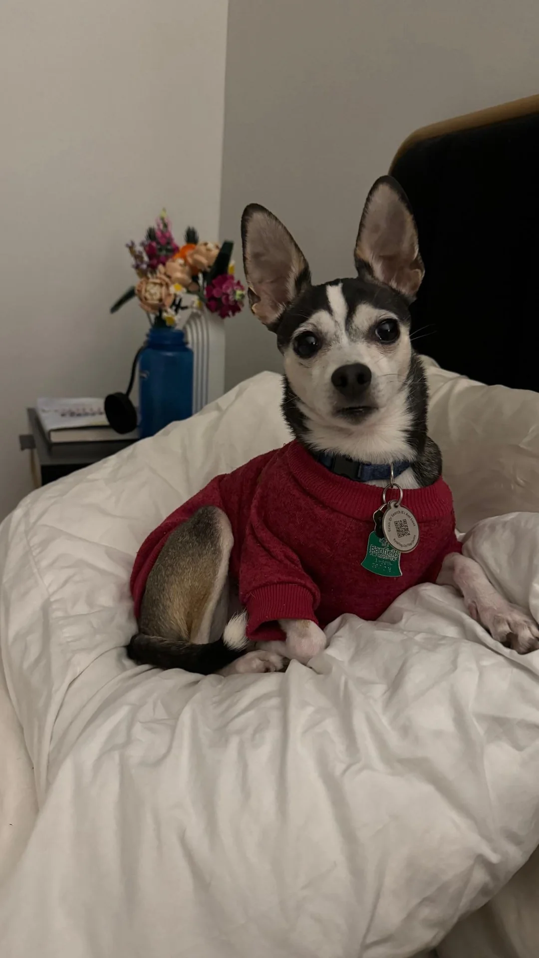 Do Chihuahuas Need Clothes? Sweaters, Cold, and Comfort