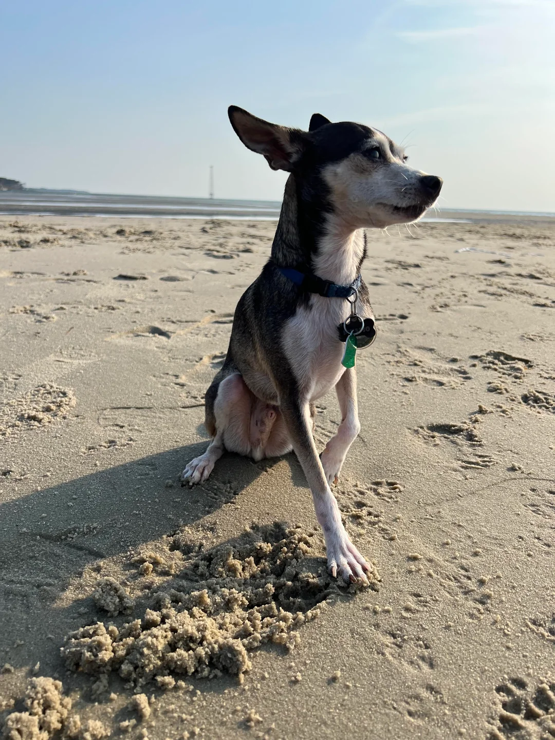 A black-and-white chihuahua sitting on a sandy beach