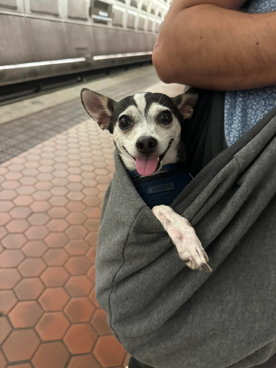 Is Anesthesia Safe for Chihuahuas? Dental Cleaning Risks