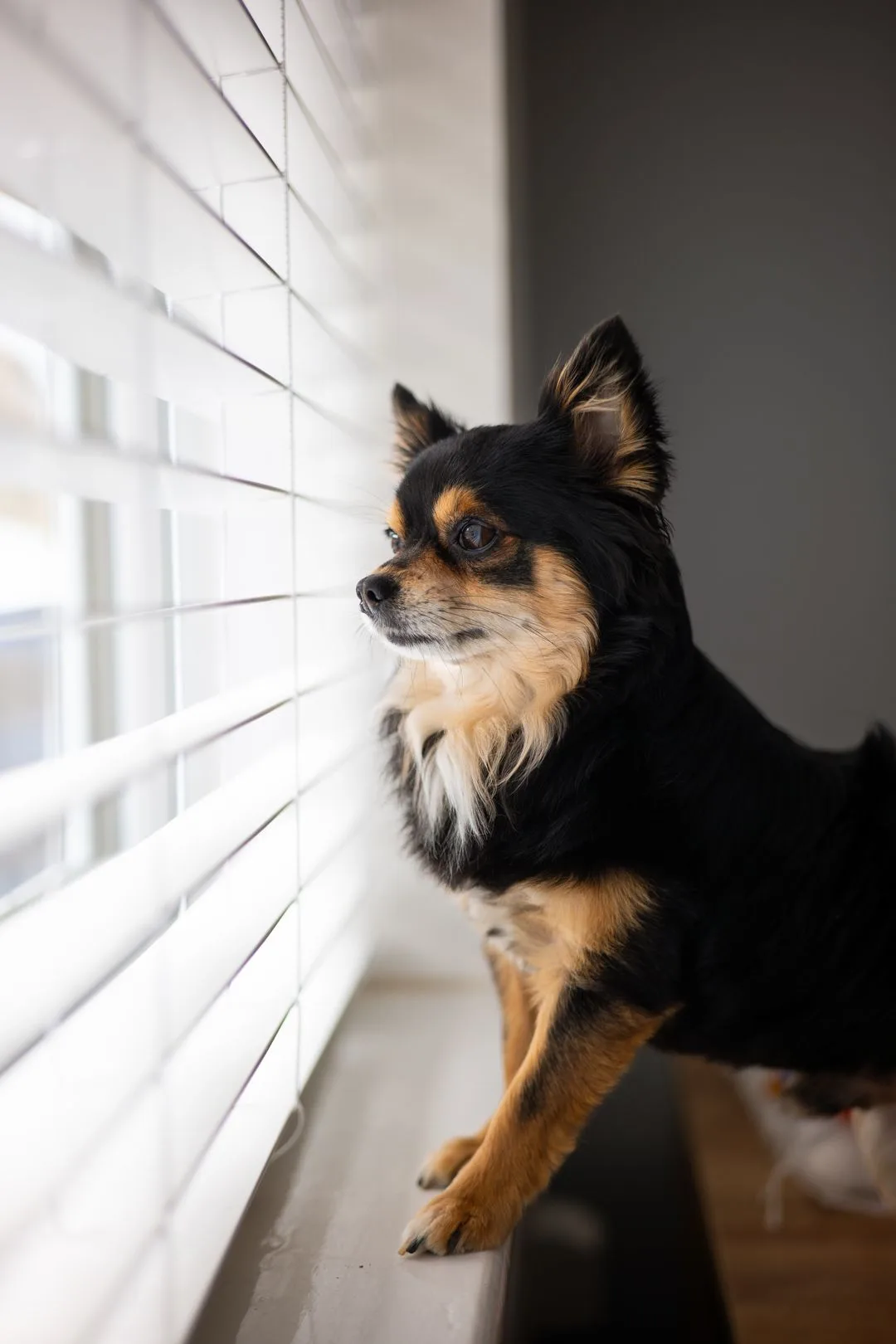 Can a Chihuahua Be a Watchdog? Instincts and Training