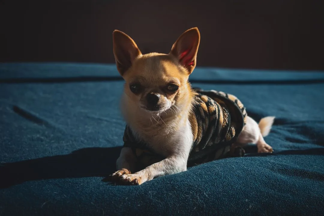A chihuahua wearing a sweater resting on a sunny bed