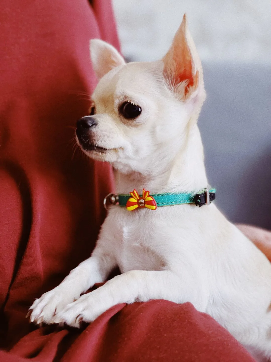 A cream chihuahua settled comfortably on its owner's lap