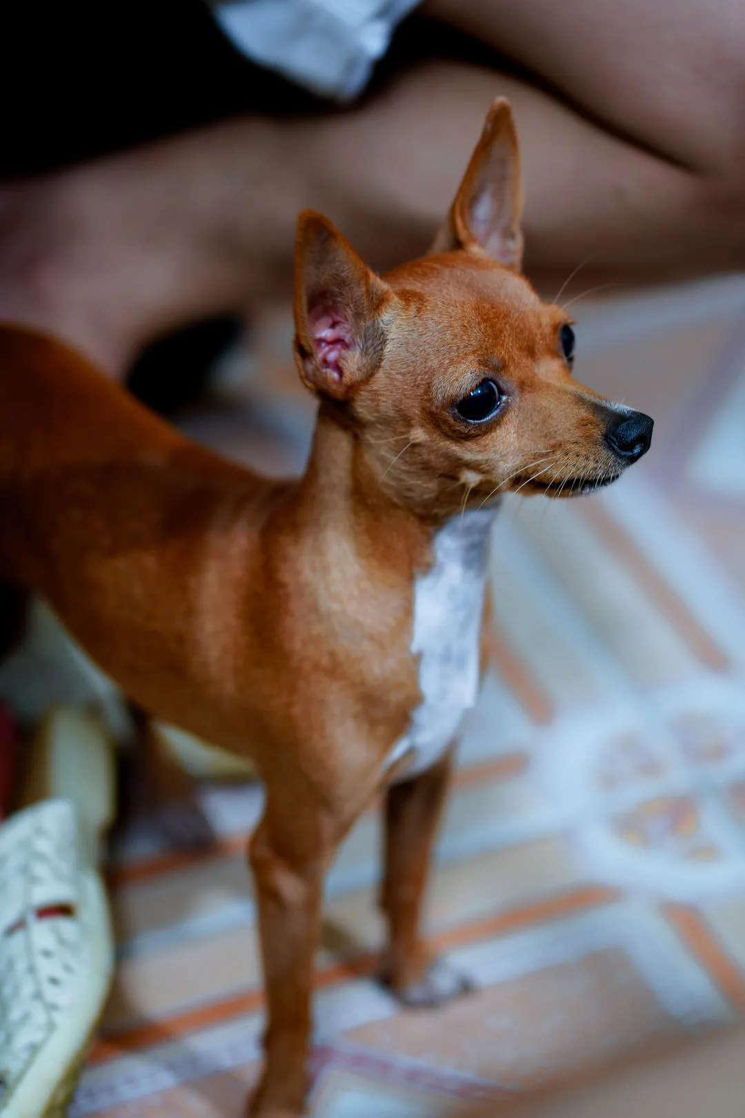 Apartment Potty Solutions for Chihuahuas