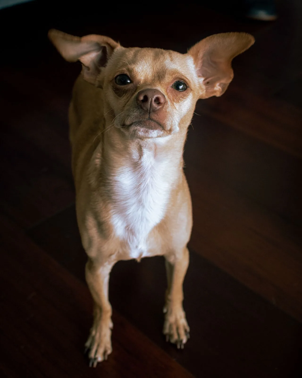 A chihuahua looking up while standing on a wooden floor