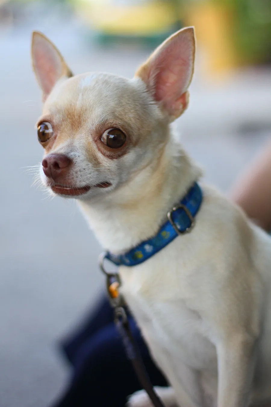 Coyotes, Hawks, and Chihuahuas: A Predator Safety Guide