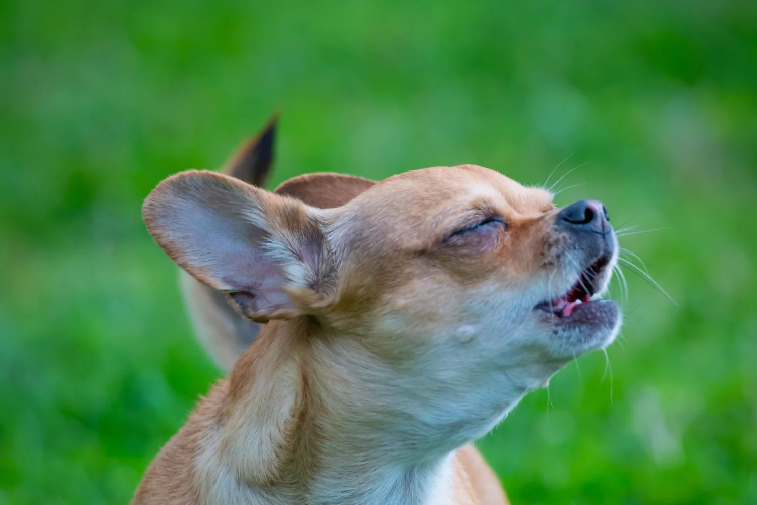 Chihuahua Barking: Causes & Training Solutions