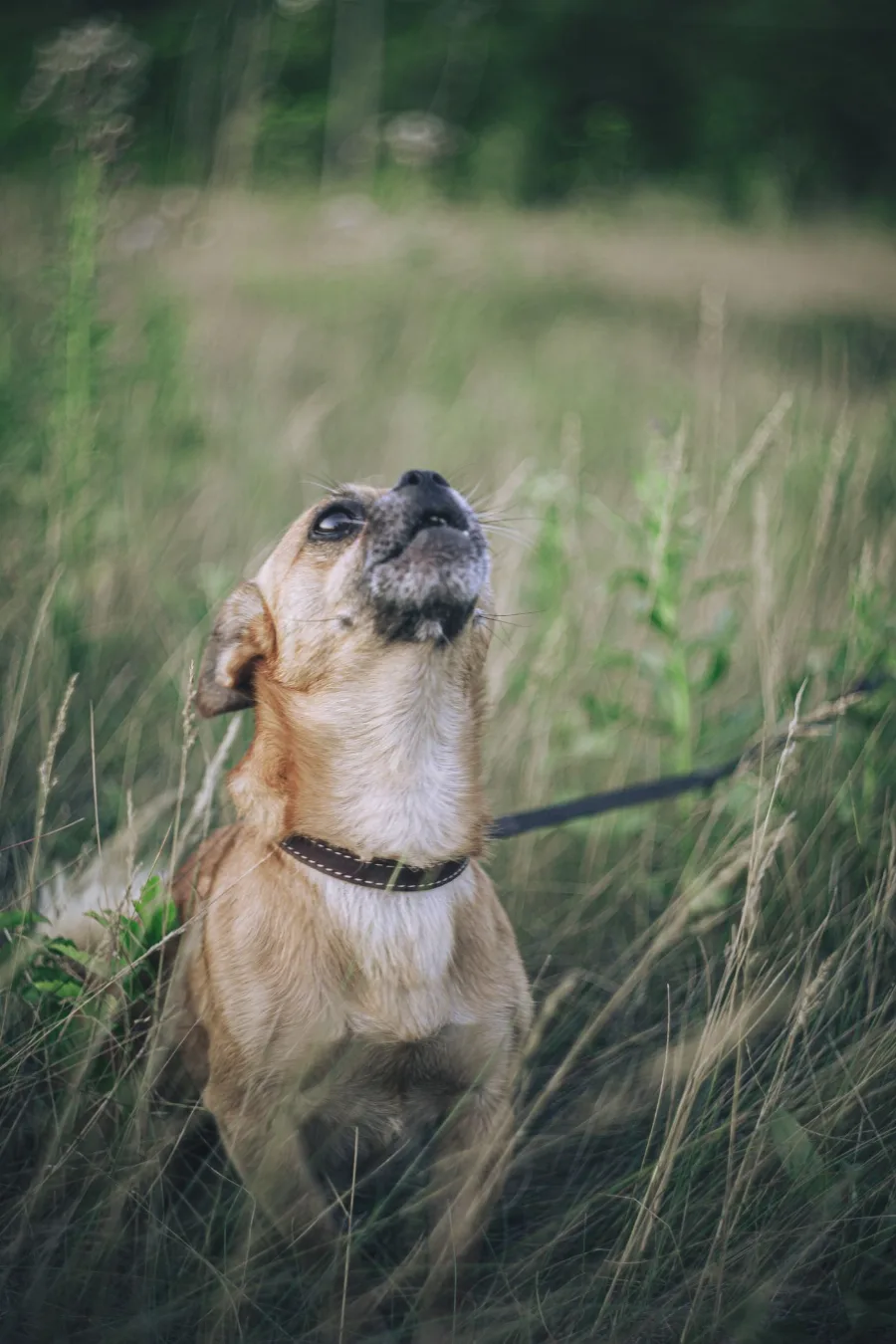 A fawn chihuahua tilting its head back mid-bark on green grass