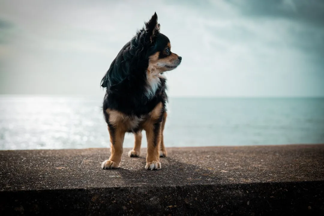 A Beach Vacation Guide for Chihuahuas