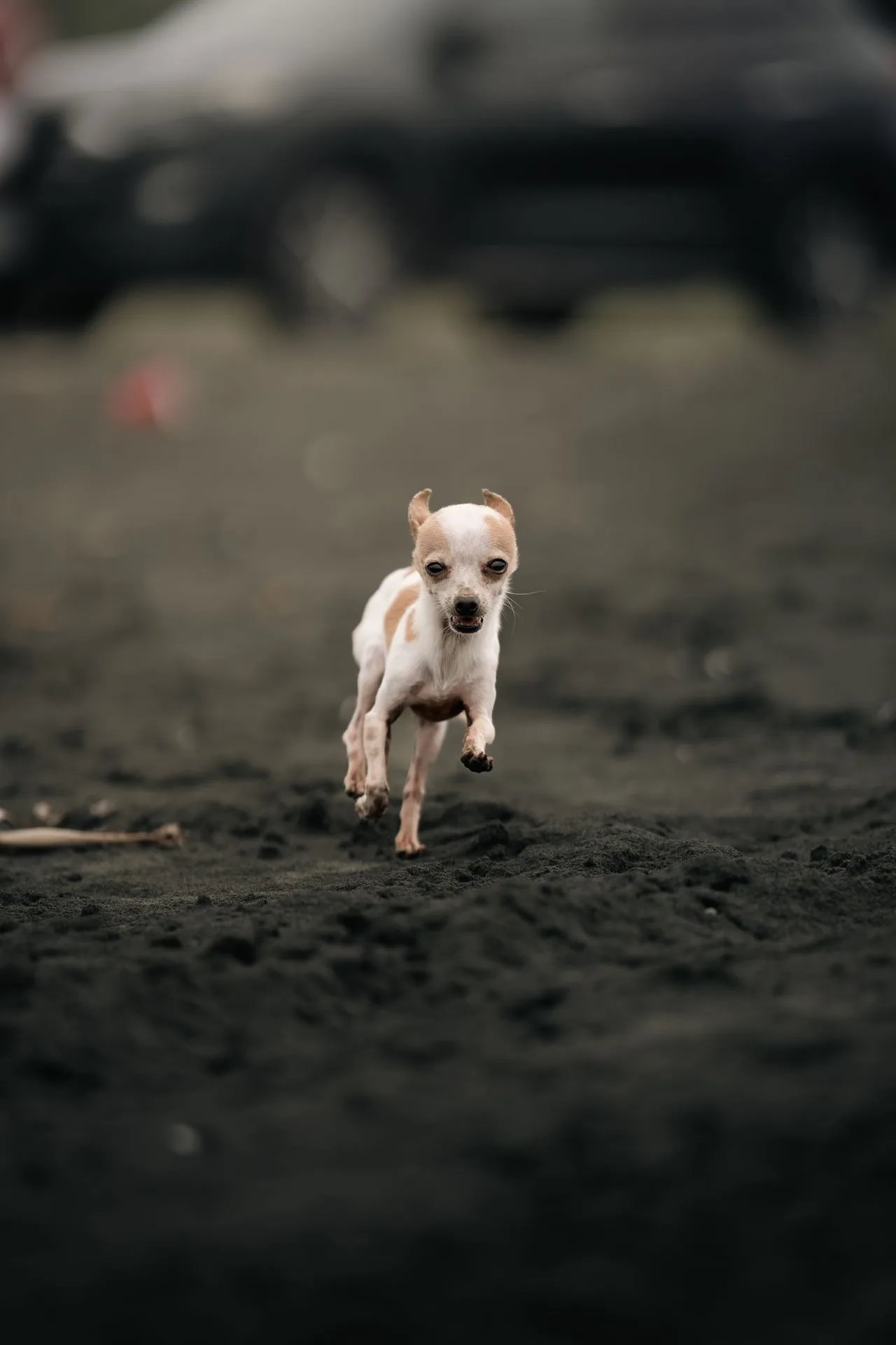 Can Chihuahuas Swim? Water Safety for Very Small Dogs