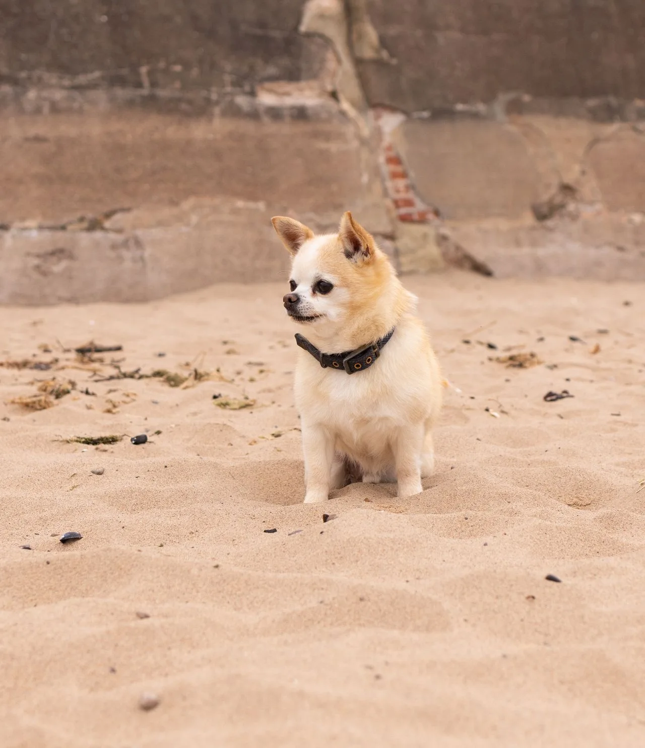 A chihuahua sitting on the sand at the beach