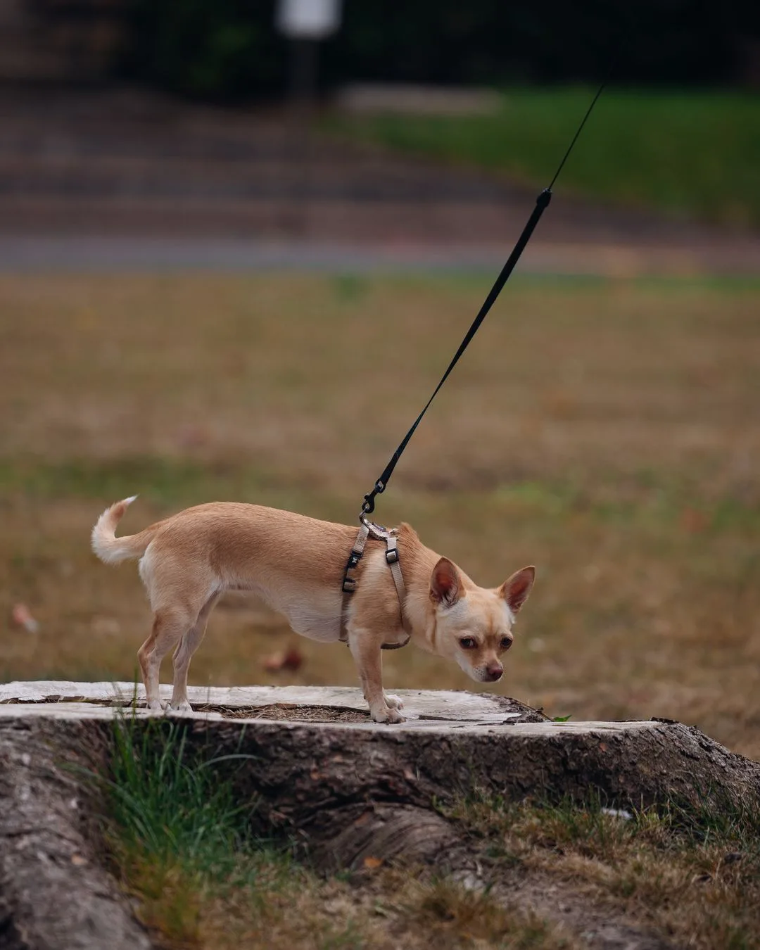 A harnessed chihuahua on a leash exploring a tree stump outdoors
