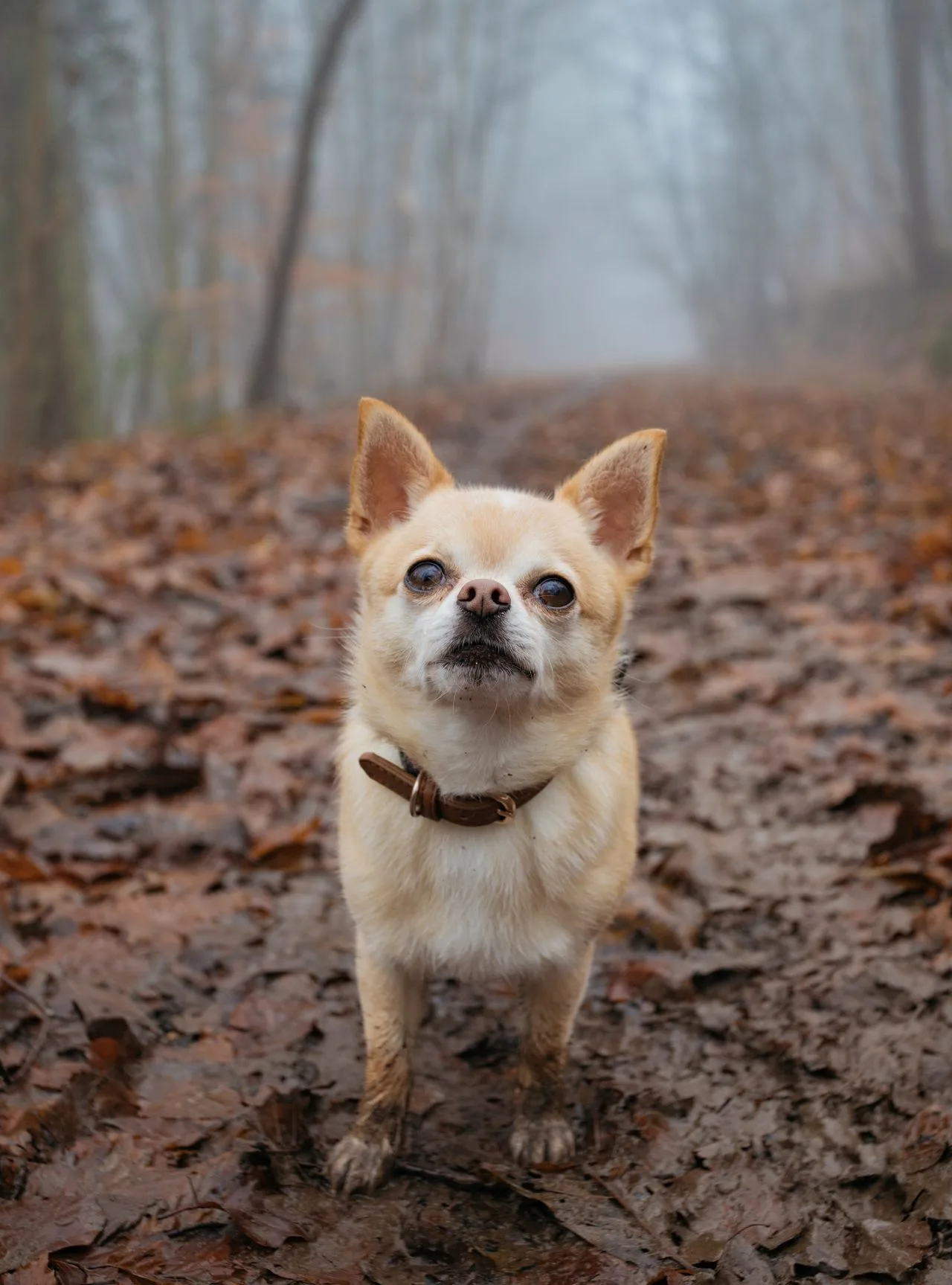A chihuahua standing on a foggy forest path among fallen leaves