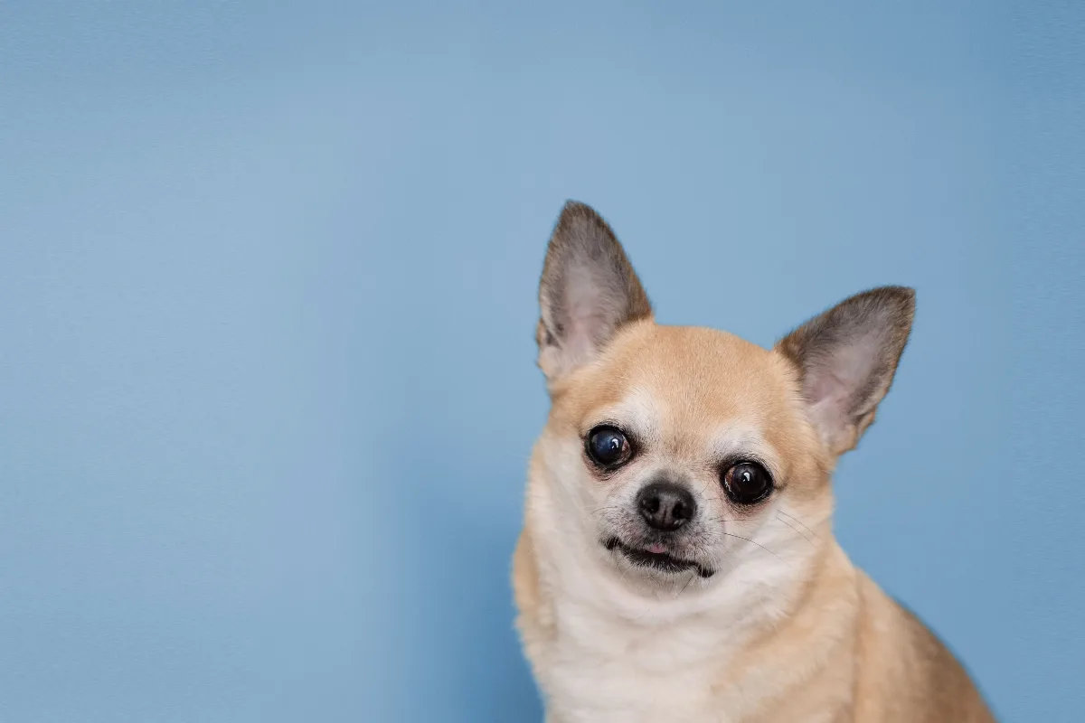 Can Dogs Really Smell Cancer? What the Evidence Shows