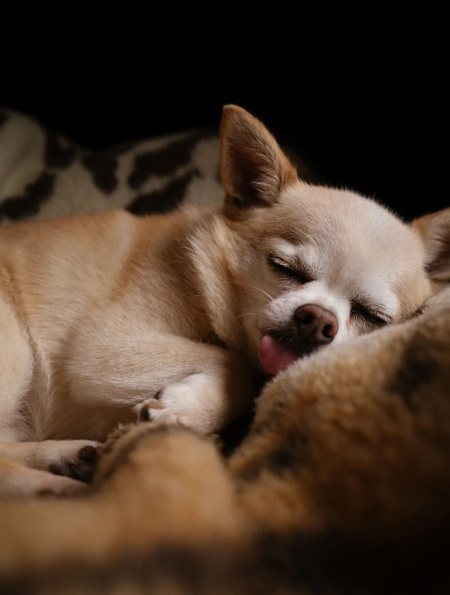 A fawn chihuahua curled up asleep in a fluffy blanket