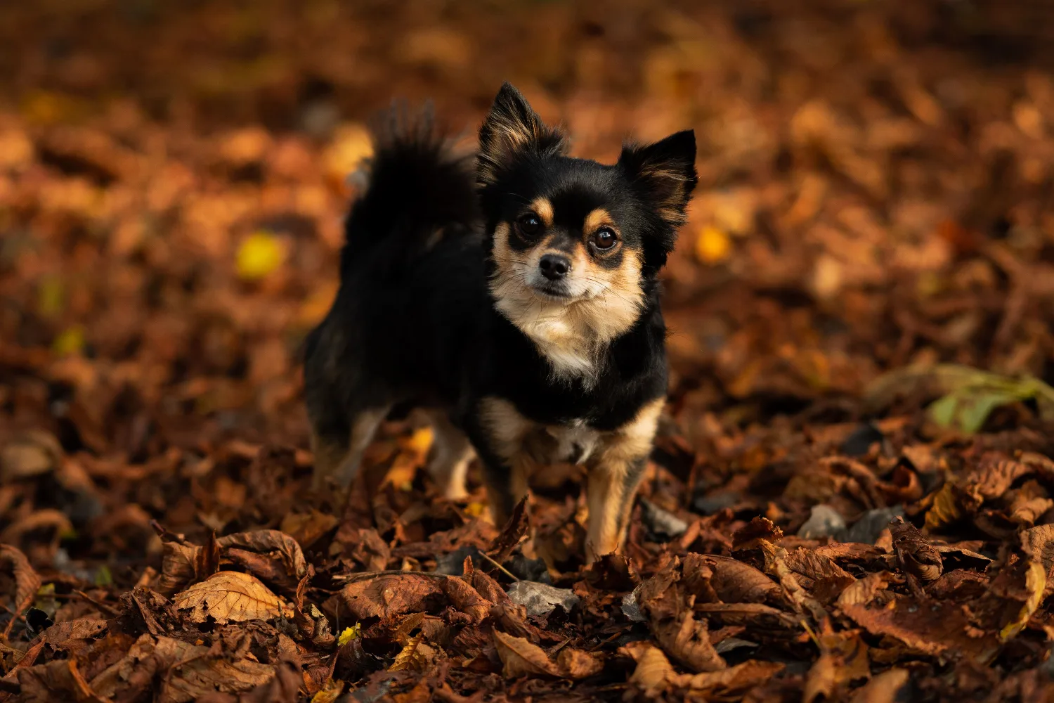 Chihuahua Daily Care Routine: What to Do Every Day