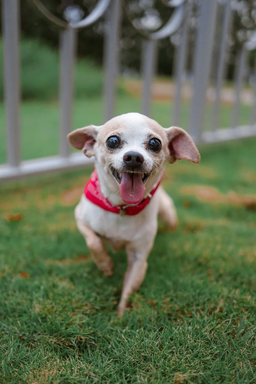 Chihuahua Theft Prevention: Lessons From the Lady Gaga Case