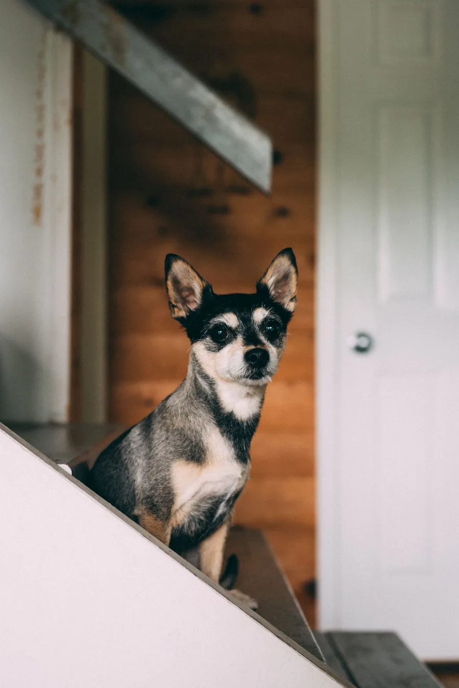 The Weird Questions Chihuahua People Ask the Internet