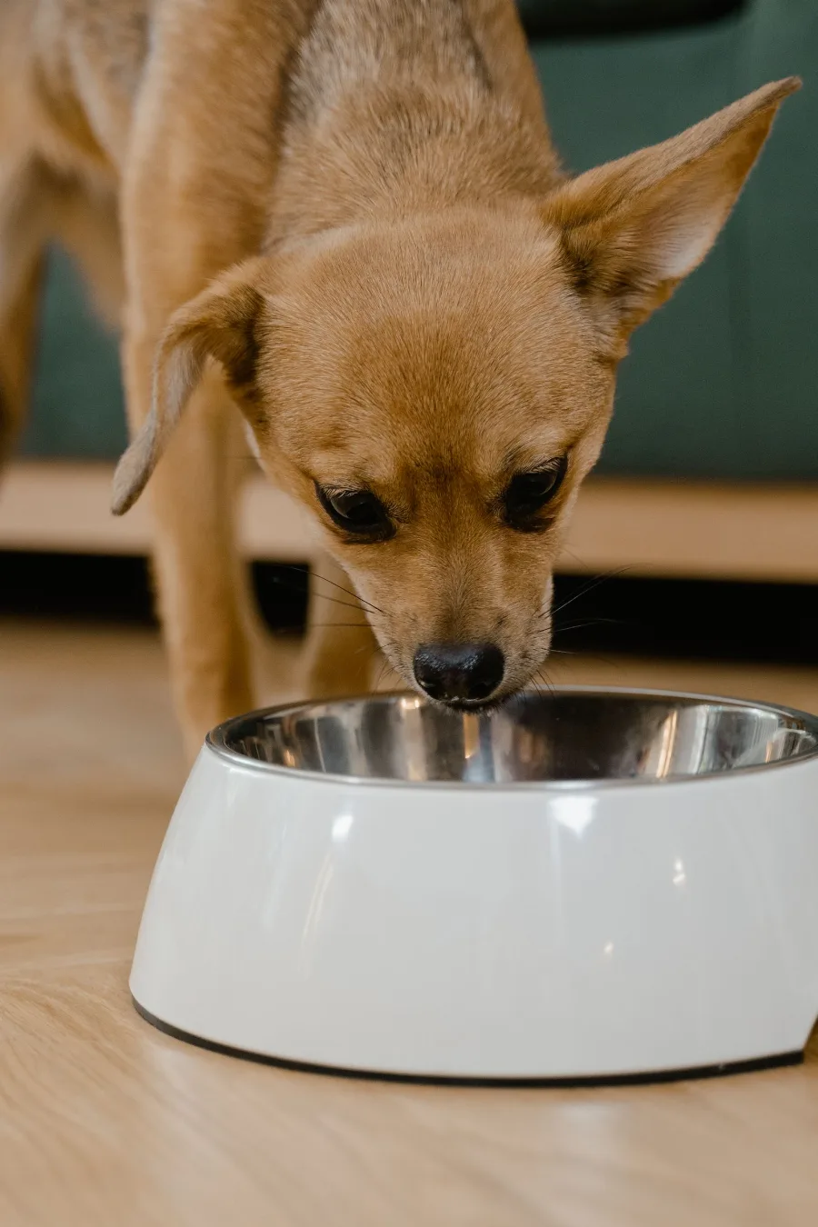 Chihuahua Afraid of the Water Bowl: Causes and Next Steps