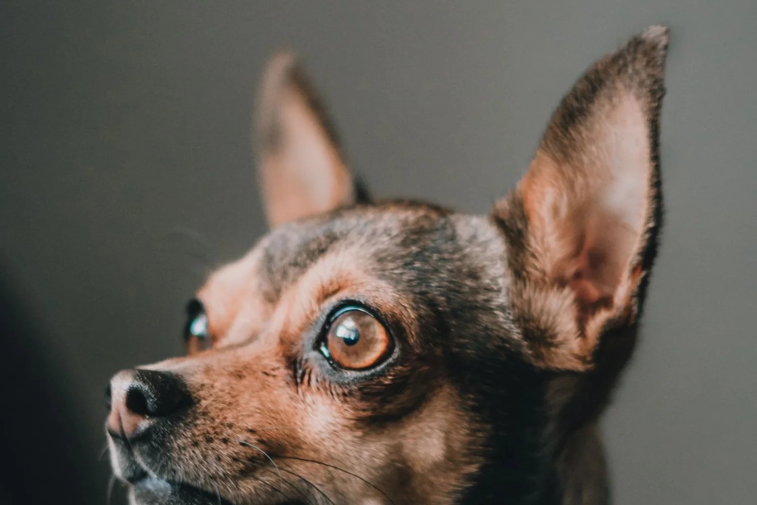 A Day in the Life of a Chihuahua, Hour by Demanding Hour