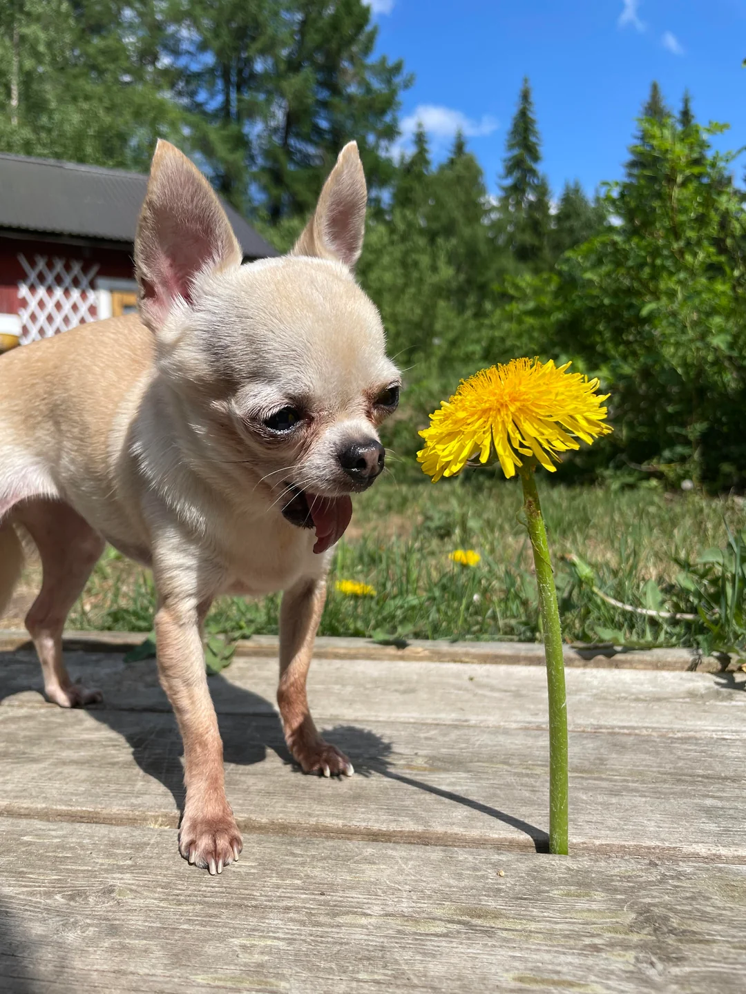 Chihuahua Grief: When the Loss of a Dog Lingers