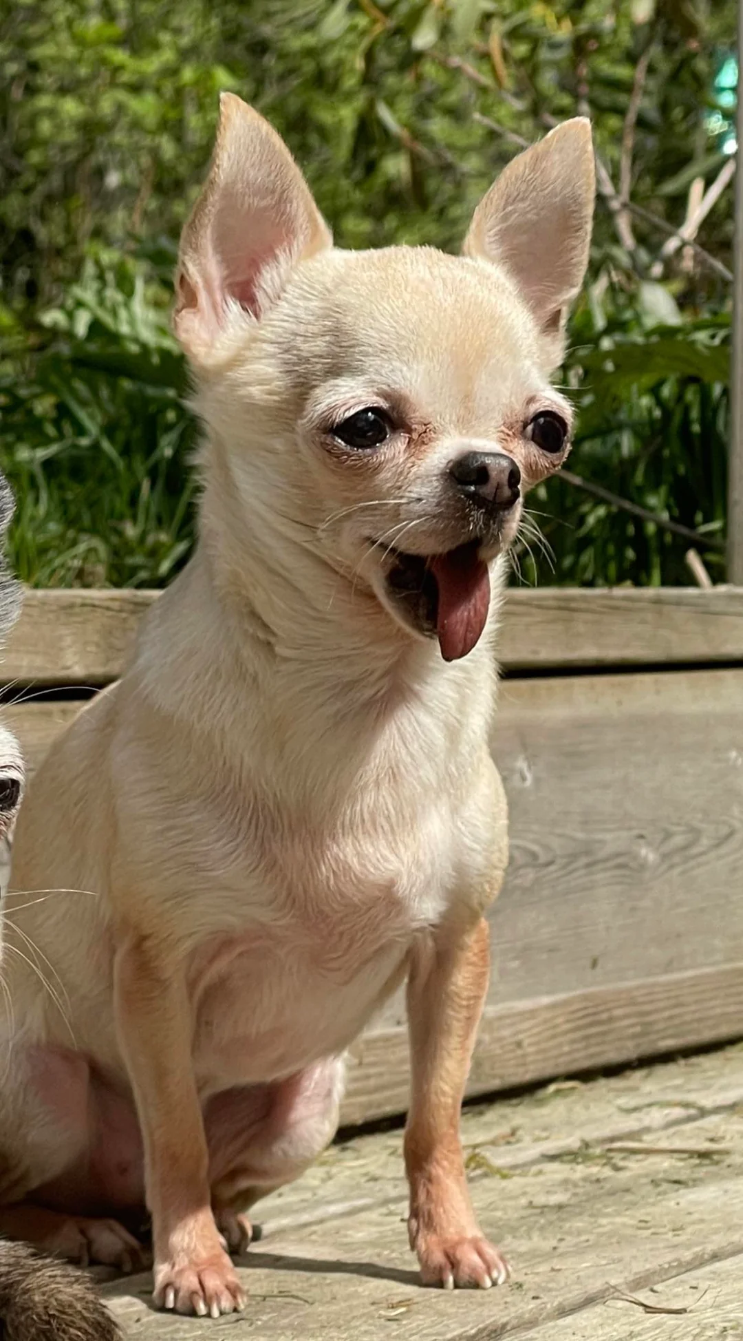 Lulu sitting in the sun on a wooden deck