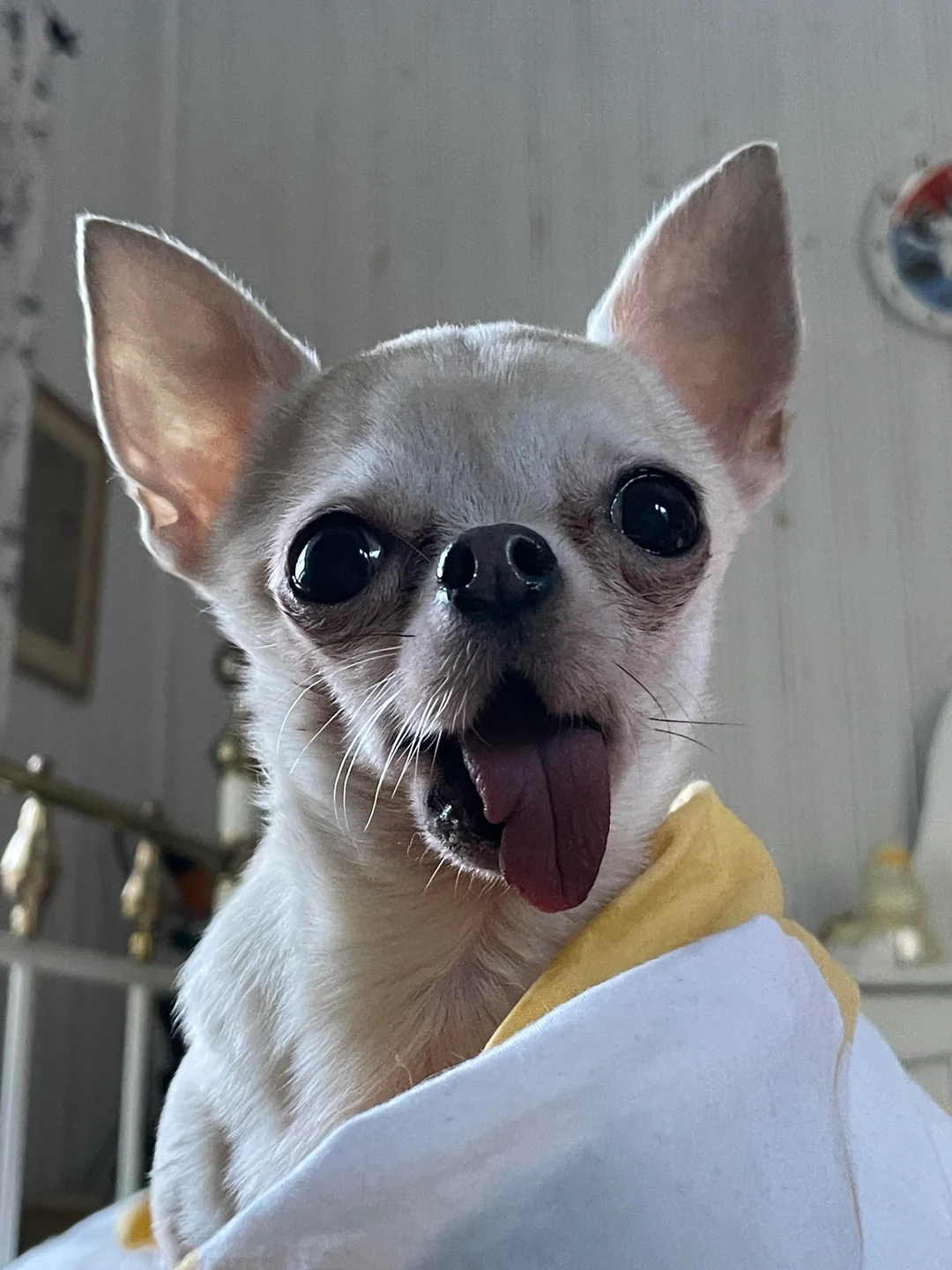 Lulu wrapped in a towel with her tongue out