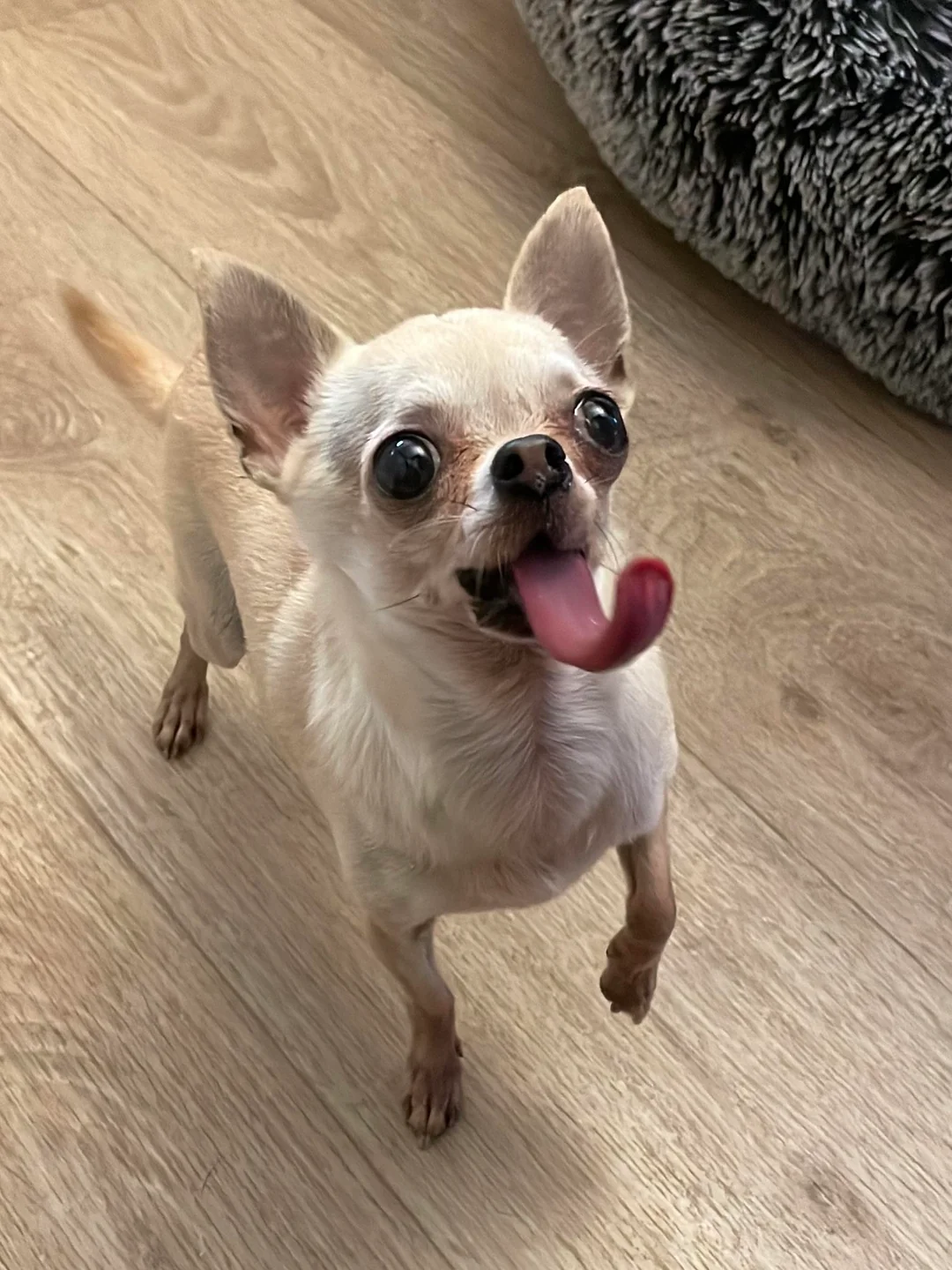 Lulu looking up at the camera with her tongue out