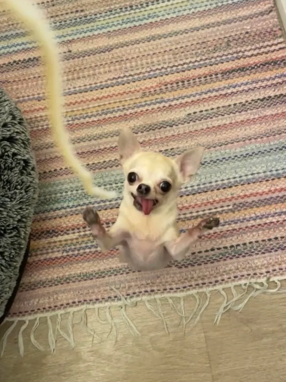 Lulu sitting up on a striped rug with her front paws raised