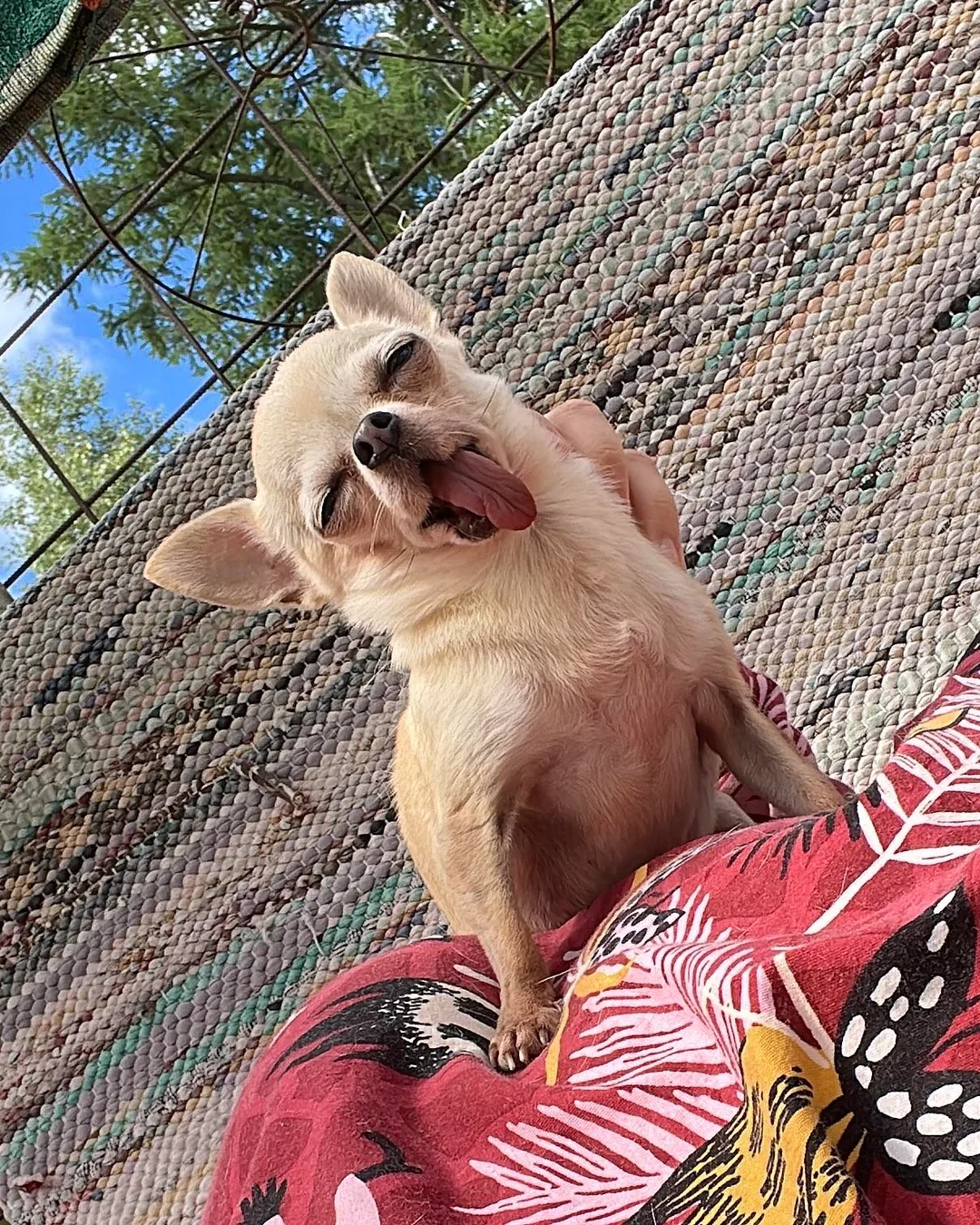 Lulu resting happily on a lap outdoors, eyes closed