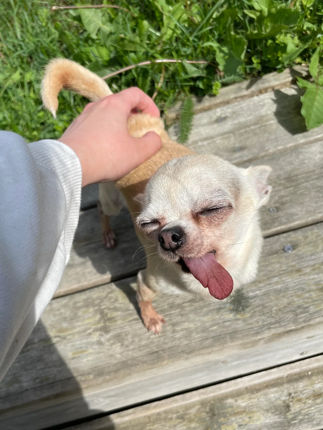 Lulu getting a head scratch outdoors with her eyes closed