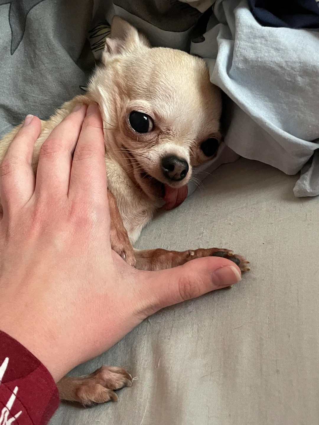 Lulu lying on a bed being gently petted
