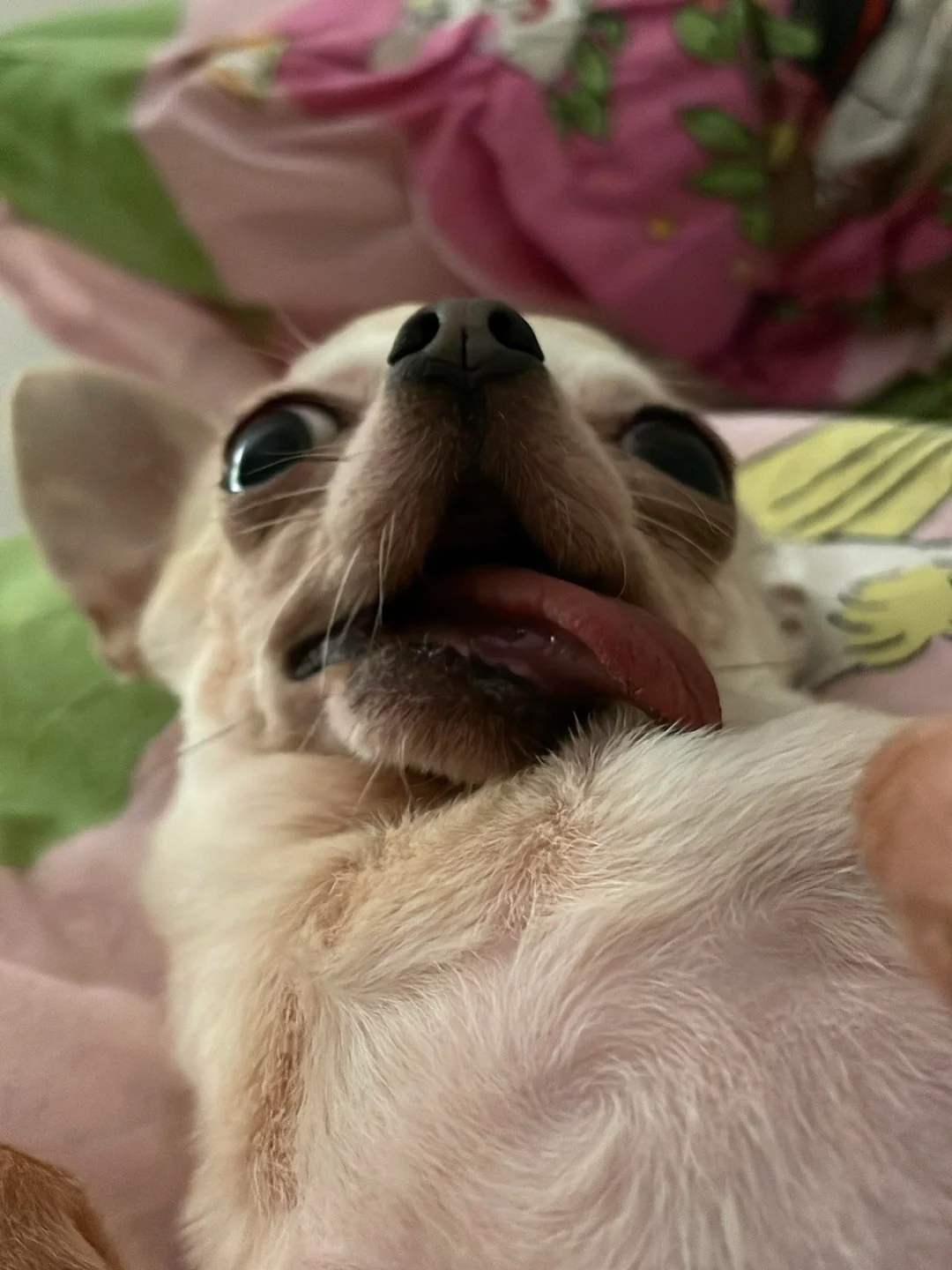 A close-up of Lulu mid-lick on a pink blanket