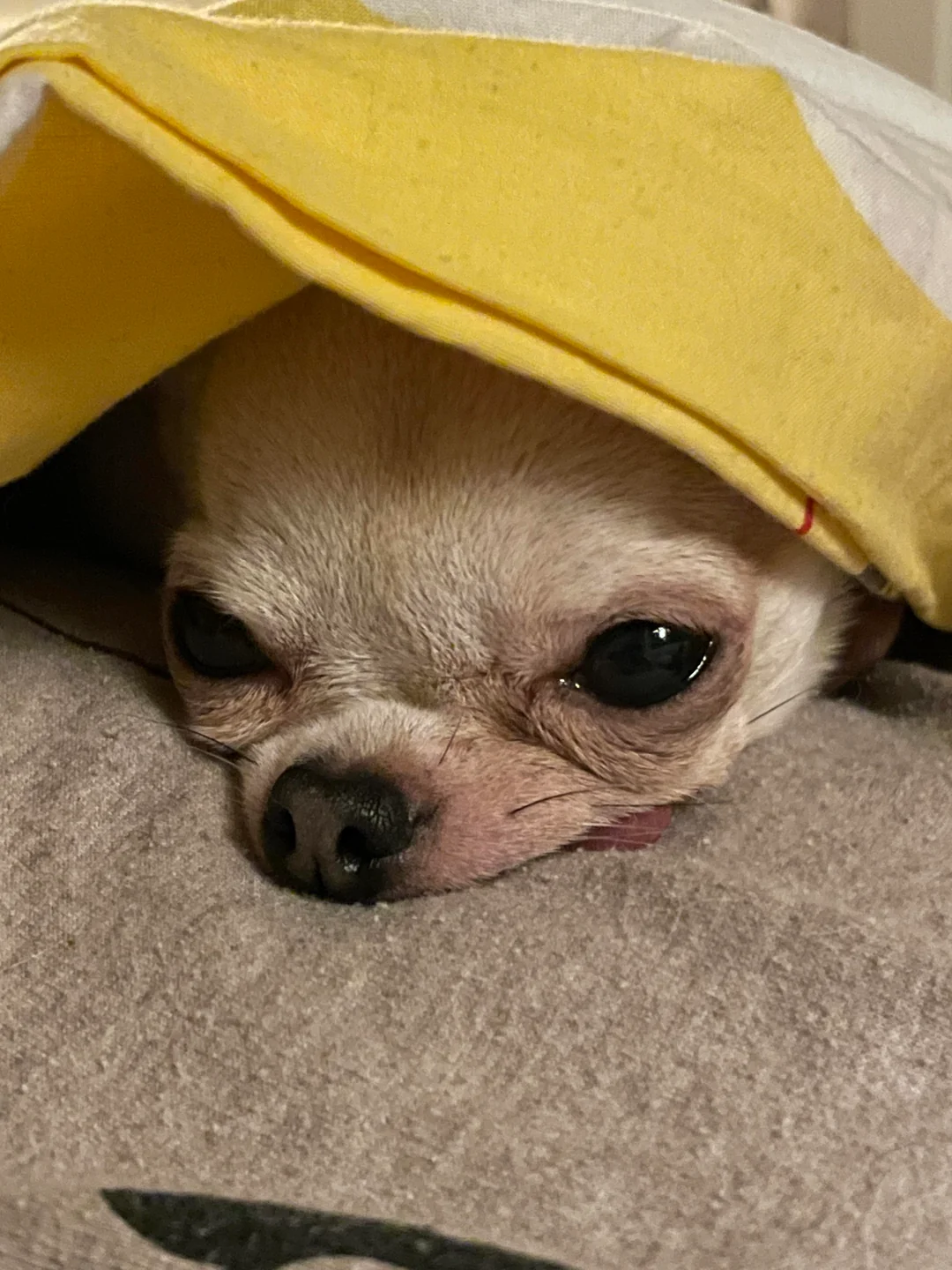 Lulu peeking out from under a yellow blanket
