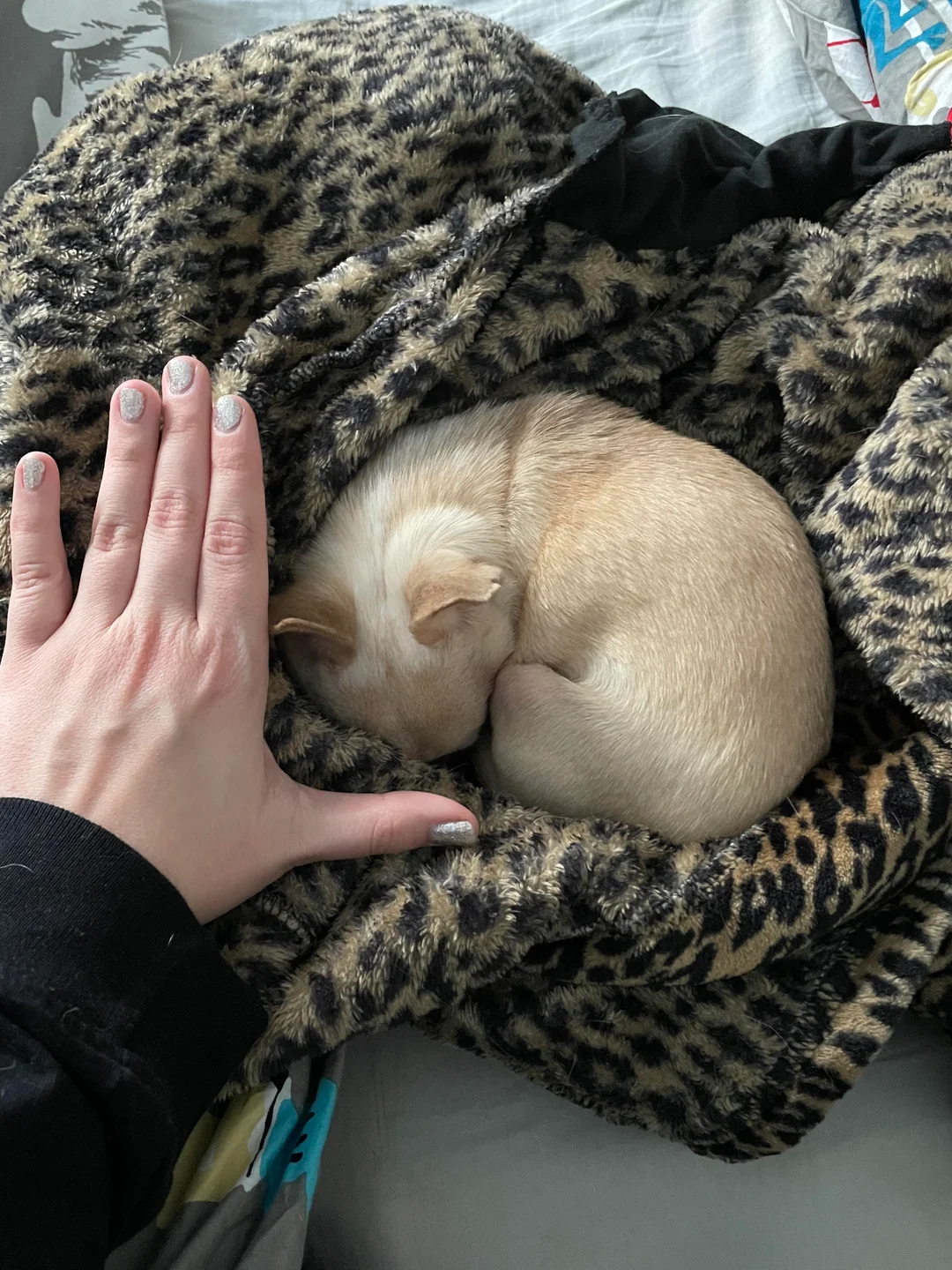 Lulu, a cream chihuahua, curled up asleep in a leopard-print blanket