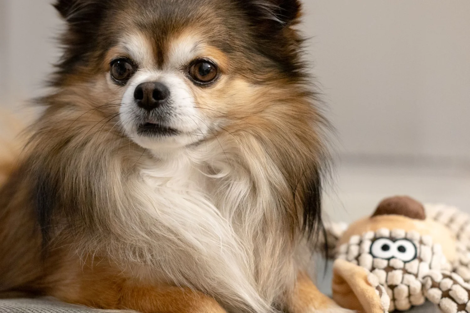 How to Keep Your Chihuahua Happy Indoors