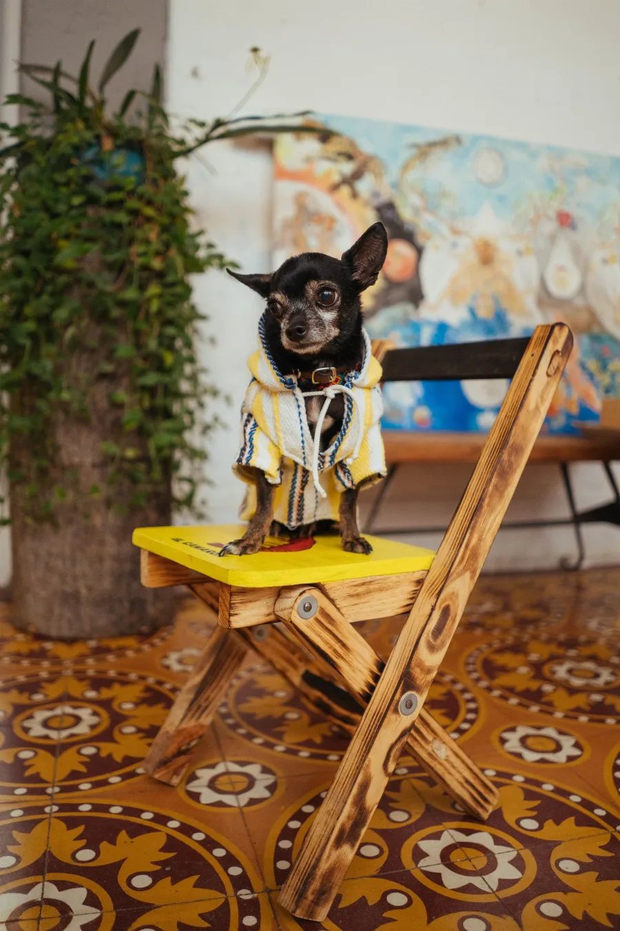 A chihuahua relaxing indoors on a bright chair