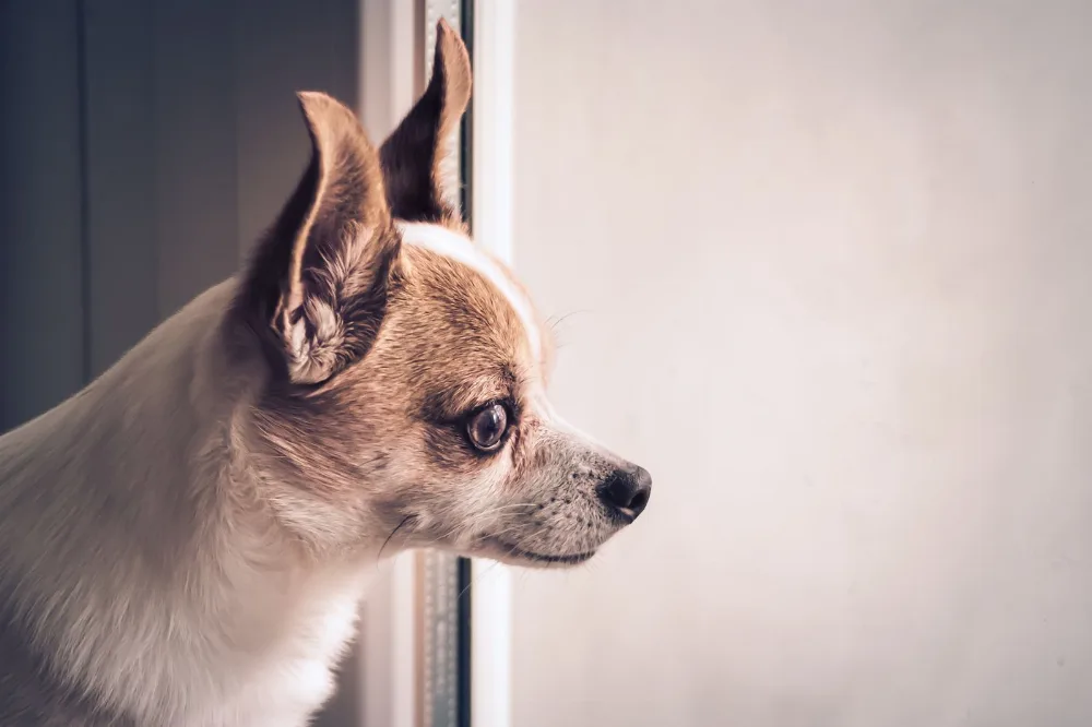 A tan and white chihuahua gazing out of a bright window
