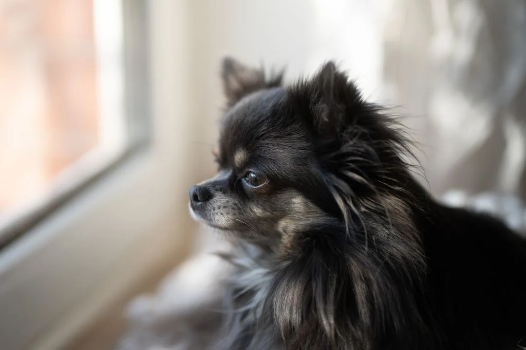 Japan's Pets Outnumber Its Children. Chihuahuas Rank Second