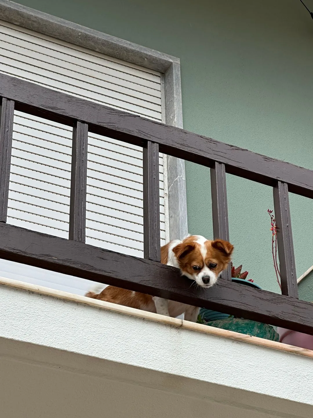 A small dog peering over and through a high balcony railing