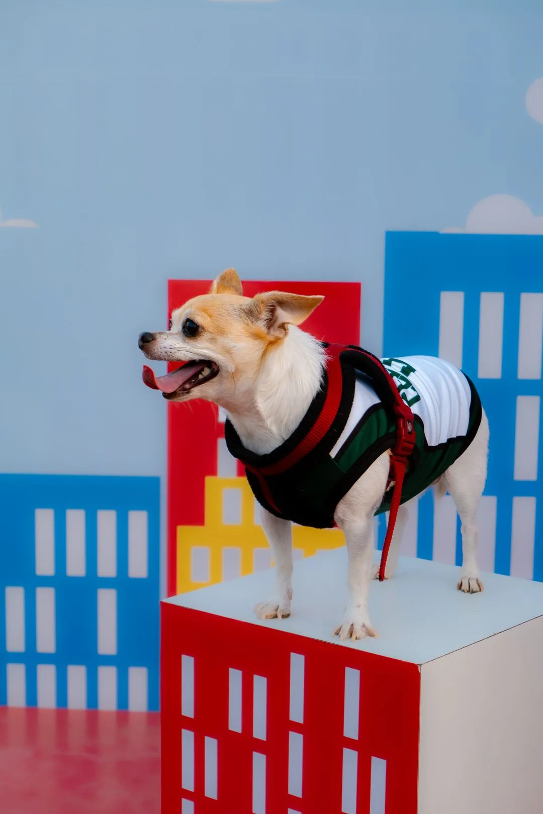 Chihuahuas at the Tompkins Square Halloween Dog Parade