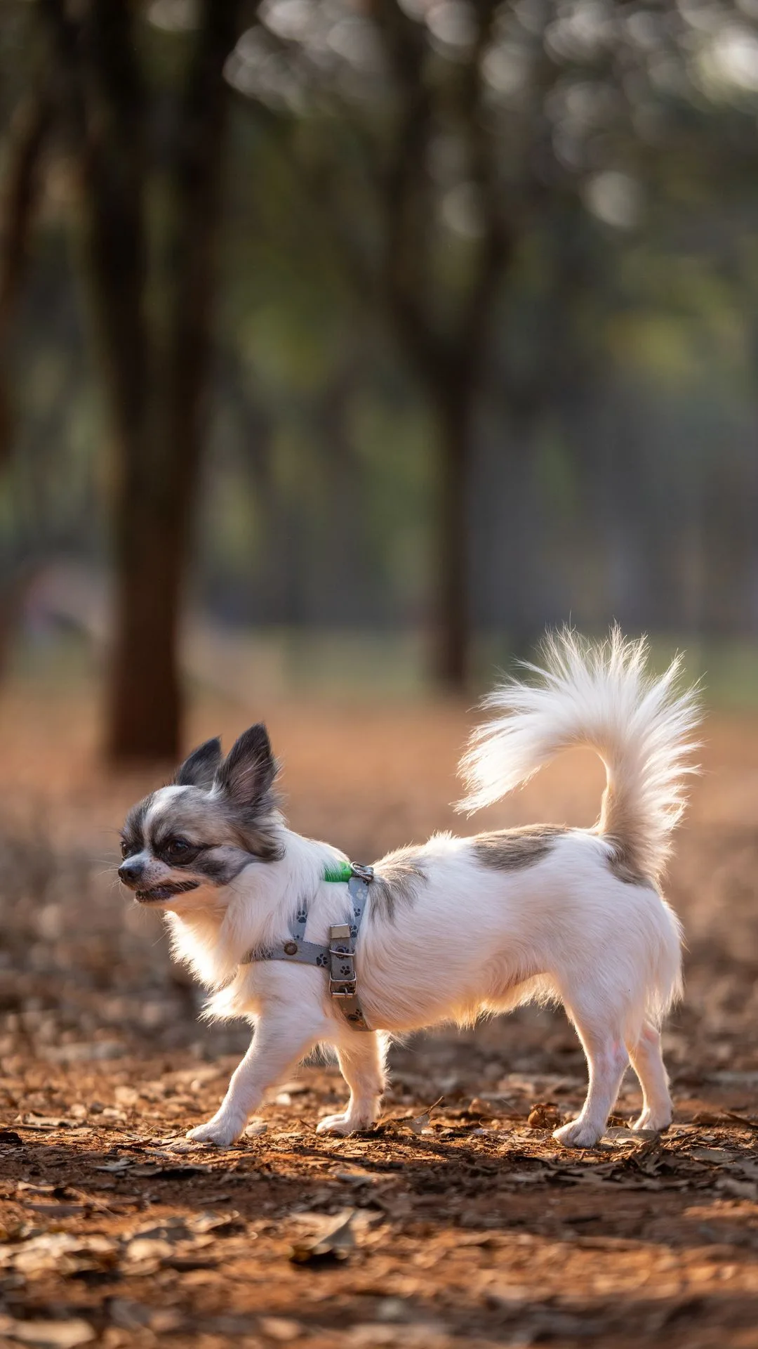 A long-haired chihuahua in a harness exploring a new park