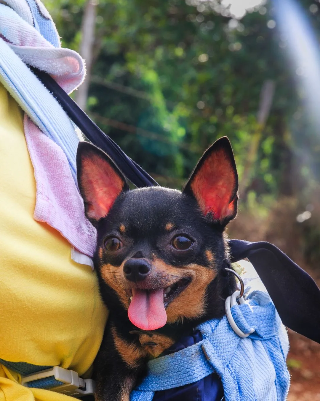 Traveling Internationally With Your Chihuahua