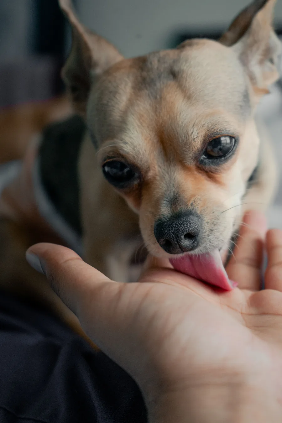 A fawn chihuahua licking a treat from a person's open palm