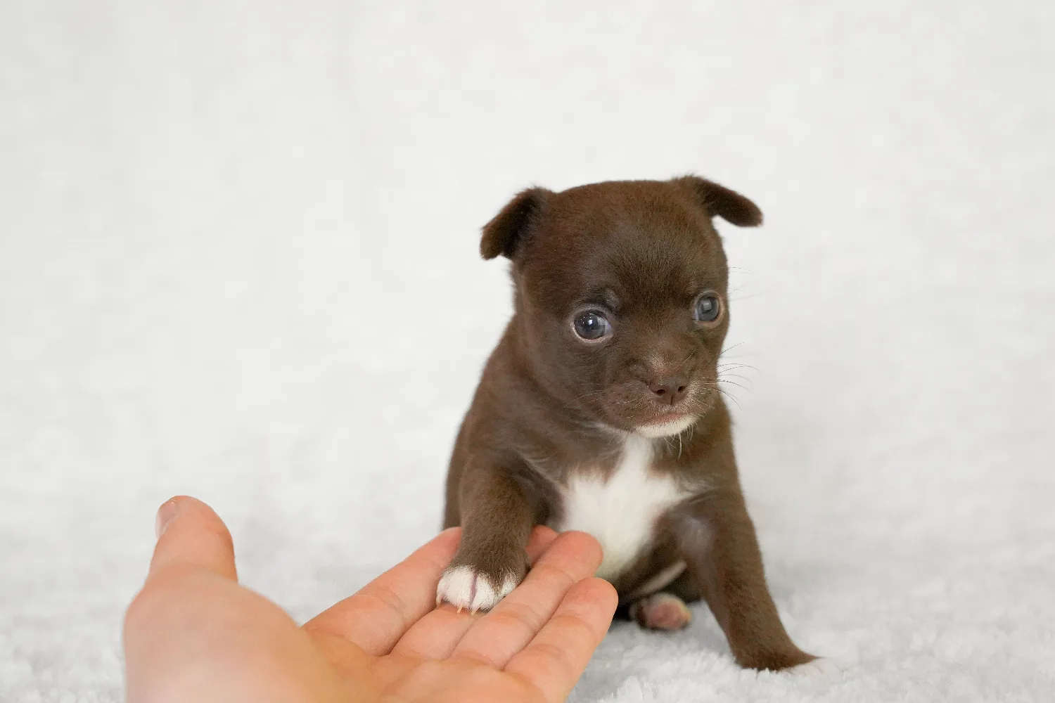 Chihuahua Nail Trimming Without the Stress